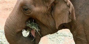 Elephant Move Could Be Quite the Exhibition  