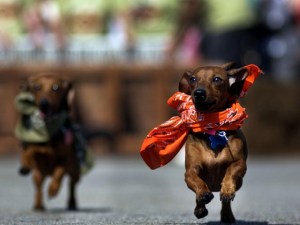 Oktoberfest-Adjacent Dachshund Races