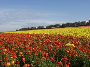 Bring On the Ranunculus!