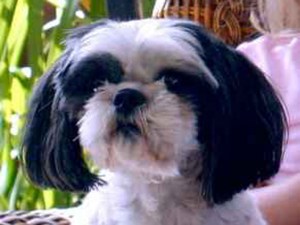 Annalisa Berns of Lost Pet Detection will begin her investigation in San Diego on Thursday to help find Lexy, a 3-year-old Shih Tzu who has been missing since Saturday. 