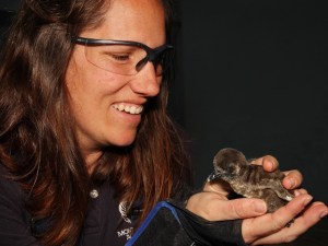 Awww Dept: Penguin Chicks in Monterey