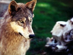 Big Bear's Own Animal-Fun 