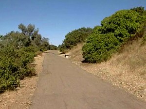 A  manhunt is under way for a rapist who attacked a woman on a La Jolla bike path.
