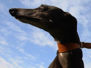 Solvang Greyhound Fest