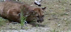 RAW VIDEO: Mountain Lion Safely Captured in Downtown Santa Cruz