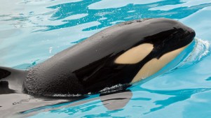 Vote to Name SeaWorld’s New Killer Whale