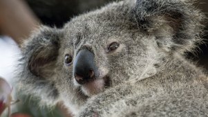 San Diego Zoo's New Koala Gets a Name