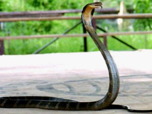 Not Missing: Baby King Cobra