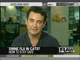 Swine Flu in Cats