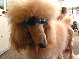 Bad Economy or Not, Dogs Need Shades