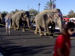 Pachyderm Parade Delights, Angers Onlookers