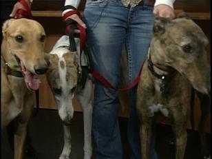 Adopt a Four-Legged Athlete