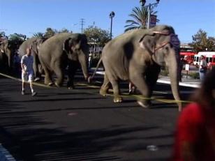 Raw Video: Circus Elephants Parade
