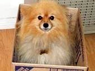 Dogfight Erupts After Bailey Dies
