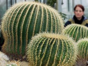 Cactus Becomes Cash Crop