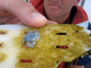 Scientists Report Back From Garbage Patch