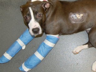 Miracle Pup Survives 6-Story Fall
