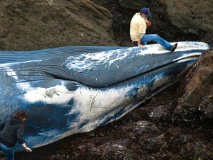 Whale, 7 Stories Long, Beaches on Coast