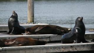 Rising Number of Sea Lions in California Treated for Poisoning