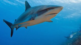 San Jose State Researcher's Rare Sharks Featured On Discovery Channel's "Shark Week"
