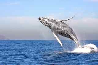 Images: Rare Whale Sightings
