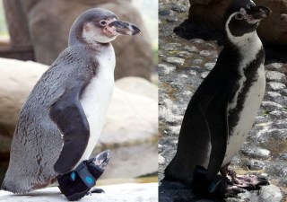 The Shoe-Wearing Penguin