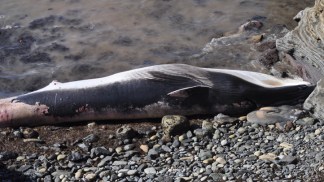 Images: Dead Whale Washes Up in Point Loma