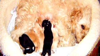 Images: 10 Dogs Found Poisoned 