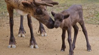 Zoo Celebrates New Reindeer 