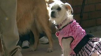 Scripps Memorial La Jolla Pet Fashion Show