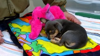 Clifford the Rescue Dog Needs a Home