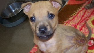San Diego's Best Animal Stories 2011