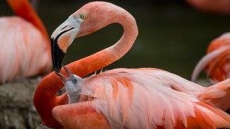 San Diego's Cutest Critters 