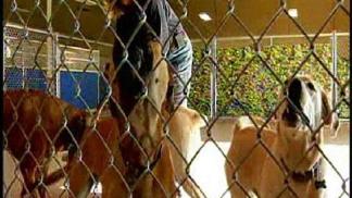 Barking Dogs a Growing Concern