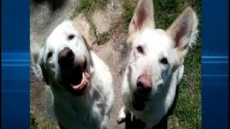 DA: Man Beat These Dogs to Death