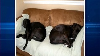 Dogs' Unusual Death Prompts Investigation