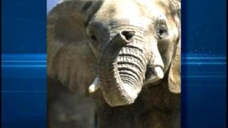 Elephant Dies at San Diego Zoo Safari Park