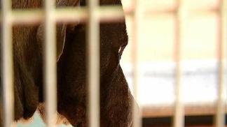 Man Seriously Injured After Pit Bull Attack