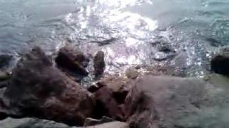 Mission Bay Drops 3 Feet During Tsunami Event