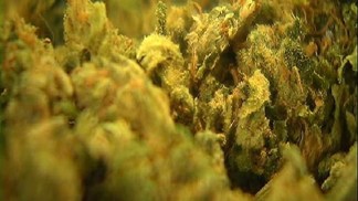 Pot Dispensaries Closing Doors in San Diego