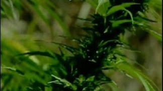 SD Explained: Medical Marijuana