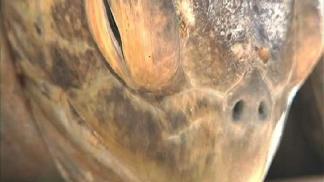Sea Turtle Released into SD Bay