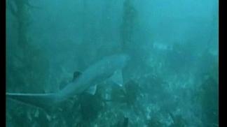 Shark Sightings Over the Weekend?