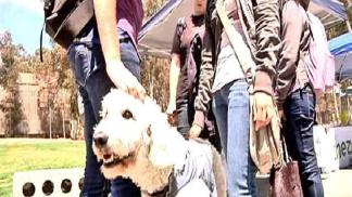 Therapy Fluffies at UCSD: Raw Video