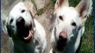 Vet Alerted Officials in Dogs' Deadly Beating