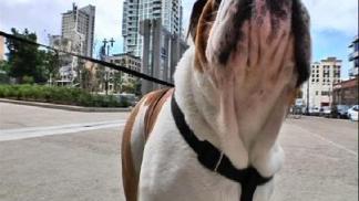 Downtown Dog Park Sparks Discussion