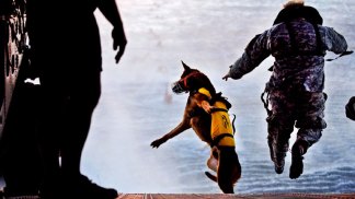 Dogs Invaluable in War: Trainer