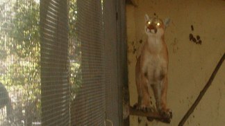 Mountain Lion Gets Trapped in Chicken Coop
