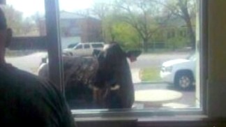 Drive-Moo Window
