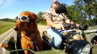 Dog is My Copilot
